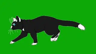 Green Screen Cat Walking | Black Cat Green Screen