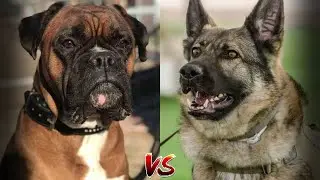 НЕМЕЦКИЙ БОКСЕР ПРОТИВ НЕМЕЦКАЯ ОВЧАРКА КТО ПОБЕДИТ?