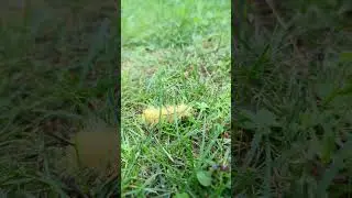 American Dagger Moth Caterpillar