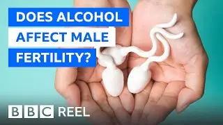 Does alcohol affect male fertility? - BBC REEL