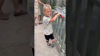 Лебедята или все-таки утки?! Maschsee/Hannover #shorts #рекомендации#рек#реки#лебеди#утки