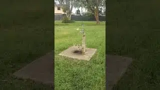 #shortsvideo #shorts #doglover #familyvlog #australia