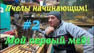 ✅ ПЧЕЛОВОДСТВО НАЧИНАЮЩИМ С НУЛЯ! #2 Мой первый мед!