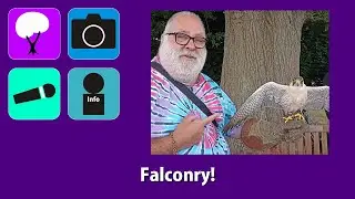 Falconry! (Nature + Camera  + Sound) black-banded owl, white-faced owl, kestrel, lanner falcon