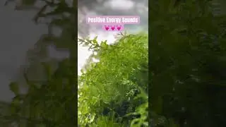 Positive Energy & Stress Relief😍 #positivevibes #meditation #calmmusic #stressrelief #naturesounds