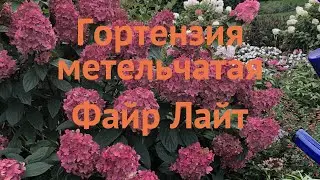 Гортензия метельчатая Файр Лайт (fire light) 🌿 обзор: как сажать, саженцы гортензии Файр Лайт