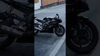 что за лев этот тигр
