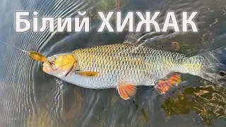 Cекретна приманка на білого хижака рибалка літом на спінінг