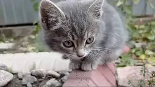 The Adorable Cat Sounds You Didn't Know Existed