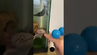 AXOLOTL PRANK 😁