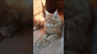 Наш новый питомец Мейн кун Маркиз