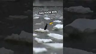 This dog was shivering until this happened 🥺❤️ 