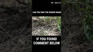 CAN YOU FOUND THE HIDDEN SNAKE