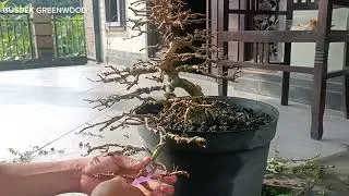 UPDATE PASCA PRUNING SANCANG
