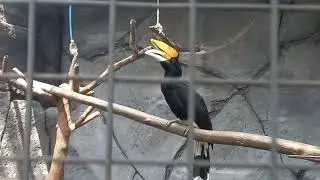 Paruh besar Burung Julang Emas dan Rangkong Badak