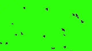 Flying birds green screen by editorial view