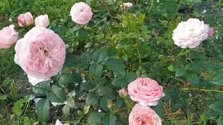 Роза Ольга (селекция Усынин 2018)посадка весна 2020г. Съемка 26/06/2021г.