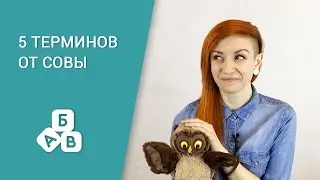 5 терминов от совы