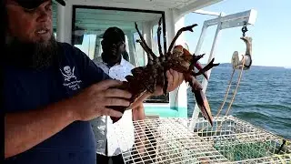 Lobsters, Crabs and Fish Smooches