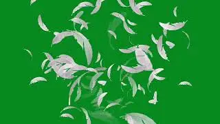 feather green screen effects