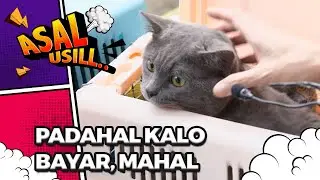 Vaksin Gratis Hewan Dikerubutin Pet Lovers, Bawa 16 Kucing