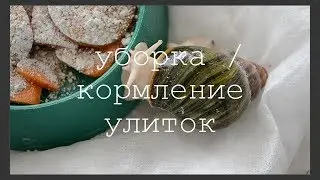 КОРМЛЕНИЕ УЛИТОК / уборка у улиток на матах