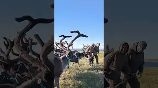 Оленевод рассказал о своей упряжке для гонок на оленях #тундра #олень