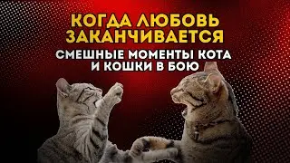 Милые коты дерутся. Кто сильнее – кот или кошка? #коты #смешныекоты #приколыскотами #котята #кошки