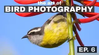 Simplify Your Bird Shots? The Art of Bird Photography (Episode 6)