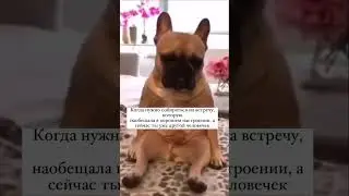 Блог коуча,писательницы и многодетной мамы🫶 #многодетнаямама #писатель #коуч #прикольноевидео #пёс