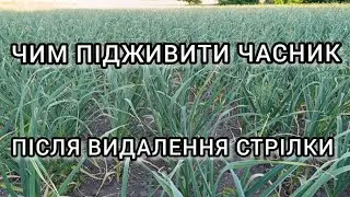 HOW TO FEED GARLIC after removing the arrow for a good harvest.