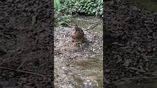 Дикая одинокая утка в центре Симферополя. 