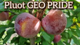 ПЛУОТ ГЕО ПРАЙД / PLUOT GEO PRIDE