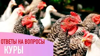 Содержание кур несушек в деревне. Ответы на вопросы.