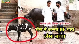 भैंस ने जन्मा HF गाय जैसा बच्चा / Buffalo-born HF cow-like Calf