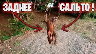 КАК ОН ЭТО СДЕЛАЛ на максимальной скорости ??? !!!  Питбуль Муса сделал сальто ! Чудеса акробатики !