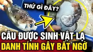 Câu được sinh vật lạ NỬA BẠCH TUỘC NỬA ỐC, người đàn ông bất ngờ với DANH TÍNH THỰC SỰ | Tin 3 Phút