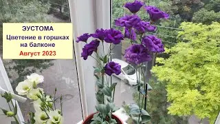 Эустома. Цветение эустомы, выращенной из семян, в горшках на балконе. Август 2023