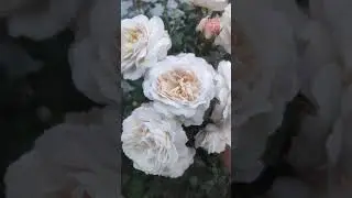 Роза Крокус Роуз🌹
Rosa Crocus Rose