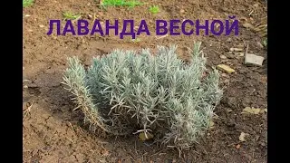 ЛАВАНДА Первая обрезка весной