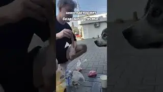 Некоглай кормит собаку #Shorts