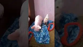Лысый и Пернатый.