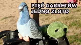 PIERWSZY SYGANŁ I ZŁOTO !!! Odc.149