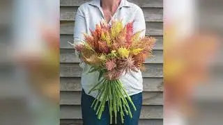 'Shimmer' Celosia – Bred by Johnny's Selected Seeds
