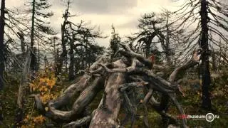 Куляжева Инесса, 