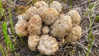 НАЧАЛОСЬ! Нашёл ГОРЕЛОЕ ПОЛЕ, усеянное ГРИБАМИ! Степные Сморчки ОГРОМНЫМИ ПОЛЯНАМИ! Грибы 2024