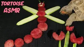 🐢 ASMR: Turtle Eats Watermelon Dragonfly! [tortoise]