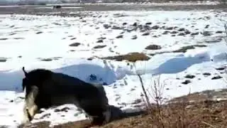 Охотничий  шакал