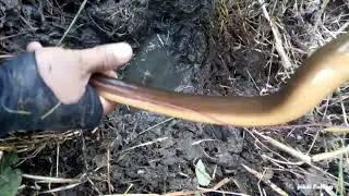 Dibawah pohon sengon jadi sarang belut belut jumbo 