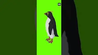 penguin 🐧  Green  Screen  Animal character No copyright free/Green  Screen  animation 